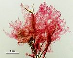 3 – Tallo epifita sui ramuli apicali di Cystoseira sp.